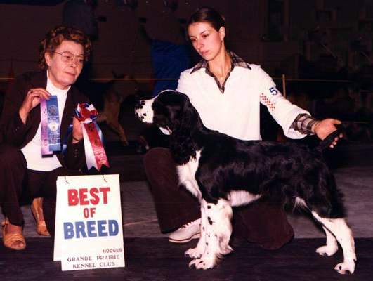 English Springer Spaniel image:  Ch Darley's Cotton Jenny