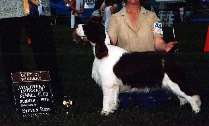 English Springer Spaniel image:  Ch Regency's Cause For Applause 'Teak'