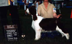 English Springer Spaniel image:  Ch Regency's Cause For Applause 'Teak'