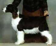 English Springer Spaniel image: Ch Barcath Bee Naughy N Nice