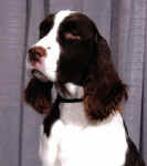 English Springer Spaniel image: Barcath Bee Naughty N Nice 'Taboo''