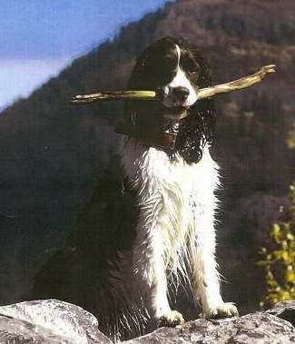 English Springer Spaniel image:  Molly