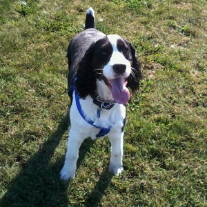 English Springer Spaniel image: Barcath On The Spot "Spot"