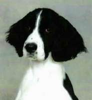 English Springer Spaniel image:  Barcath Toadally Pawsome