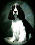 English Springer Spaniel image:  Ch Barcath Zoot Suit Riot