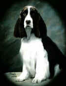 English Springer Spaniel image: Barcath Zoot Suit Riot