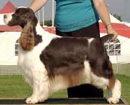 English Springer Spaniel image: Am/Can Ch Beswin's Commemoration
