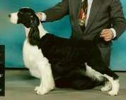 English Springer Spaniel image:  A/C Ch Karmaid's Ms Bee Haven