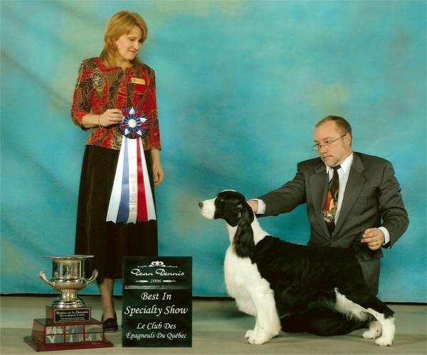 English Springer Spaniel image: MBIS MBISS Am/Can Ch Bryden Malysse Meet Joe Black