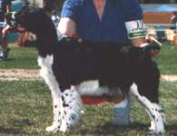 English Springer Spaniel image:  Tasmara's Dealers Choice 'Checkers'