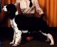 English Springer Spaniel image: Christa