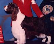 English Springer Spaniel image:  Am Can Ch Ramblewood Barcath Trilogy