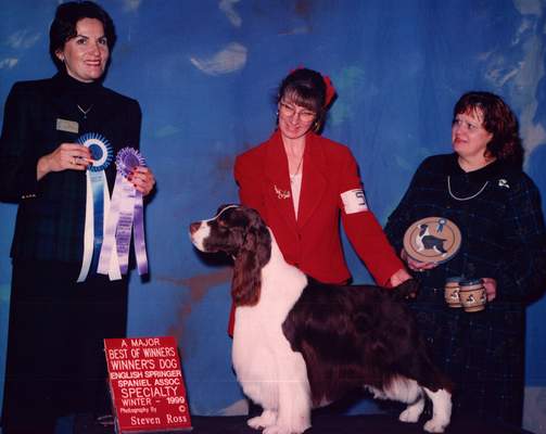 English Springer Spaniel image:  Am/Can Ch Ramblewood Barcath Trilogy