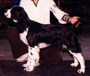 English Springer Spaniel image:  Ch Darley's Cotton Jenny