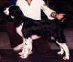 English Springer Spaniel image:  Ch Darley's Cotton Jenny