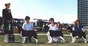 English Springer Spaniel image:  Cotton winning Best Brood Bitch