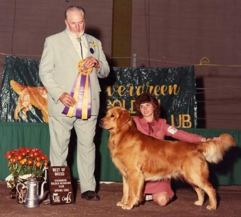Golden Retriever image: Ch Alderbrooke's Rush Hill Rebel