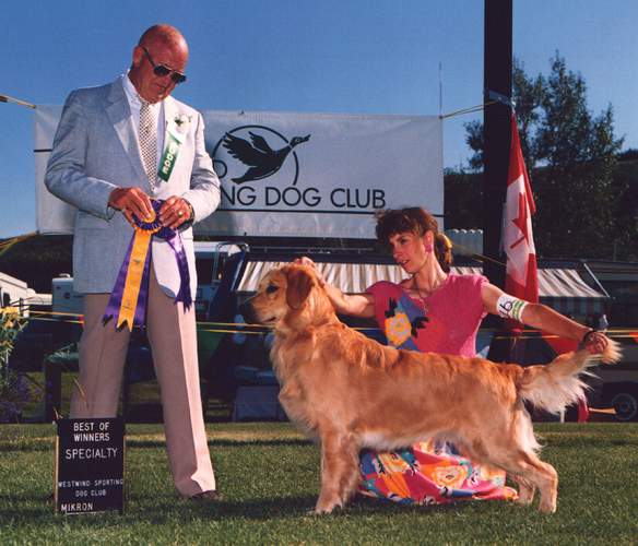 Golden Retriever image: Ch Tasmara's Trump Card 'Bear'