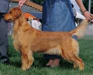 Golden Retriever image: Can Ch Bowbank's Addition To Tasmara