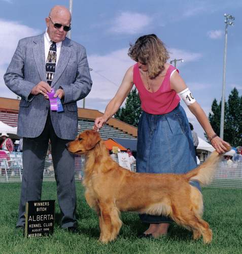 Golden Retriever image:  Bowbanks Addition To Tasmara 'Shelbi'