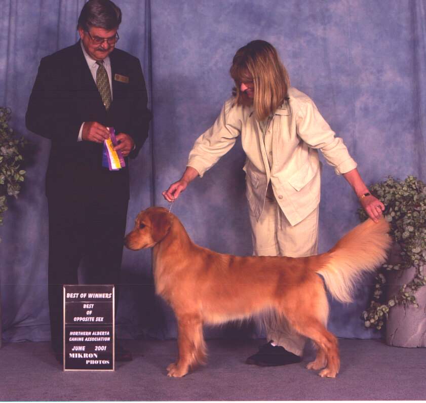 Golden Retriever image:  Tasmara Eclipse Of The Heart 'Brie'