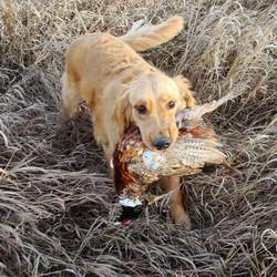 Photo of Golden Retriever 'Cash' hunting pheasant.
