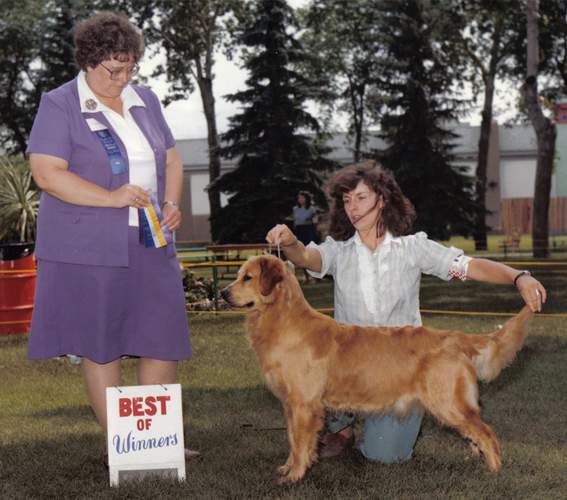 Golden Retriever image:  Can Ch Cedar Crest's Tasmara Encore