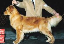Golden Retriever image:  Can Ch Chuckanut's Bound For Blue