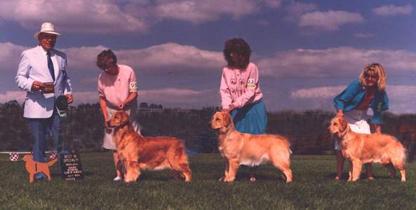 Golden Retriever image: Golden Retriever image: Ch Cedar Crest Tasmara's Encore 'Cory'--Best Brood Bitch