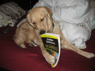 Golden Retriever image of Daisy enjoying her training manual!