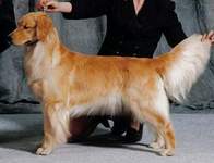 Golden Retriever image: Can Ch Eirene One Moment In Time