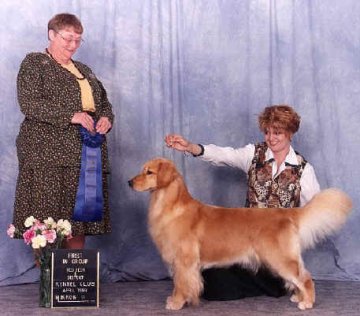 Golden Retriever image: BIS Can &  Am Ch Eirene's Soul Inspriation OD SDHF
