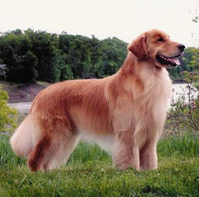 Golden Retriever image: BIS BISS Am/Can Ch Eirene's Soul Provider OS SDHF