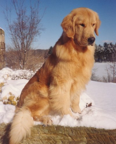 Golden Retriever image:  Ch Faera's Future Classic OS