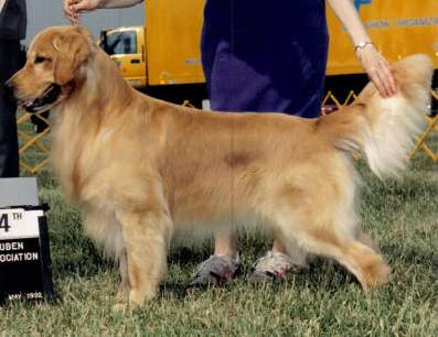 Golden Retriever image: Ch Faera's Future Classic OS