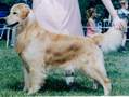 Golden Retriever image:  Ch Faera's Puppy Kidd OD