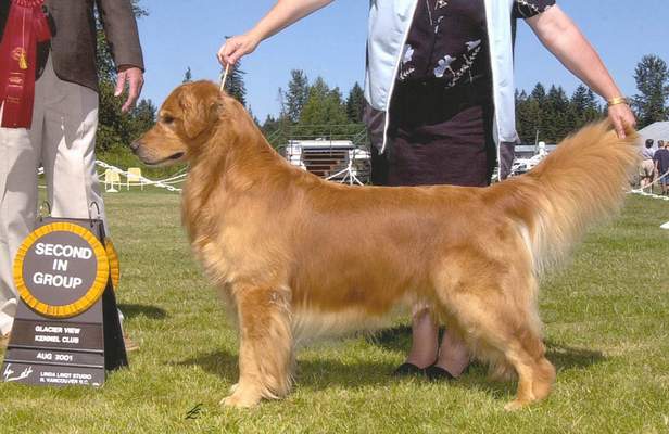 Golden Retriever image: Ch Fyreglo's First Impressions Am/Can JH, WC