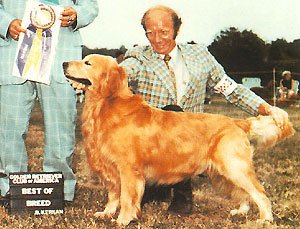 Golden Retriever image:  Ch Gold-Rush Great Teddy Bear