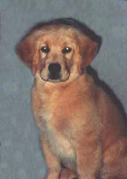 Golden Retriever pup image:  Can Ch Tasmara's One Furr The Money
