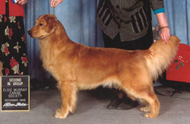 Golden Retriever image: Ch Homestead's Quiereme Mucho