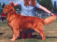Golden Retriever image:  Ch Tasmara Golden Highjinxs CD 'Jinx'