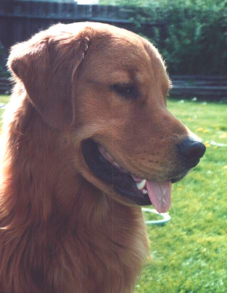 Golden Retriever image:  Ch Tasmara Golden Highjinxs 'Jinxs'