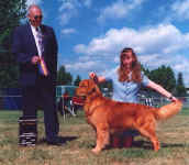 Golden Retriever image:  Ch Tasmara Golden Highjinxs 'Jinxs'