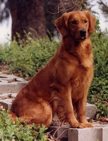 Golden Retriever image:  Ch Kinsha's Flight To Rush Hill
