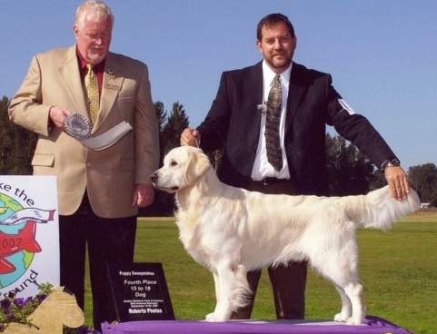 Golden Retriever image: Lynwood's Gyrfalcon Belcanto 'Falco'