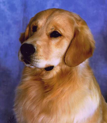 Golden Retriever image:  Mygolden's Two Timer