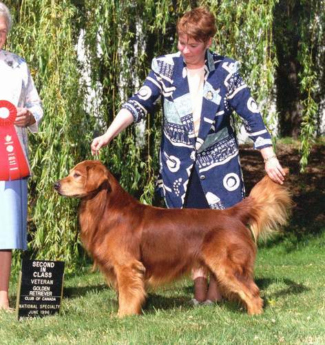 Golden Retriever image: Can Ch Rush Hill Time Flies Can WC OS