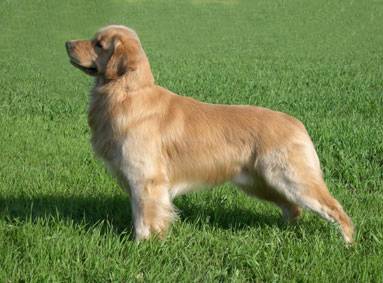 Golden Retriever image: Tasmara All That Jazz