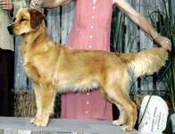 Golden Retriever image: Tasmara Blue Bye You