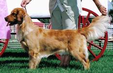 Golden Retriever image:  Can Ch Tasmara Crazy Furr You